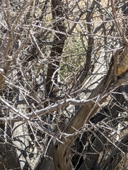 Amphispiza bilineata