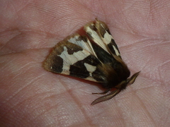 Watsonarctia deserta