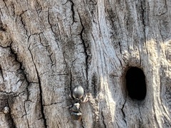 Cephalotes texanus