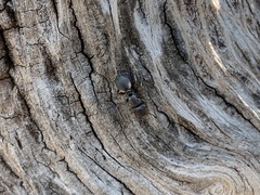 Cephalotes texanus