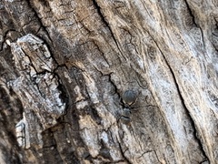 Cephalotes texanus