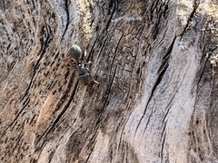 Cephalotes texanus