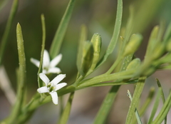 Thesium rostratum