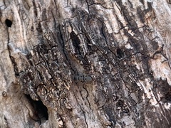 Cephalotes texanus