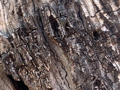 Cephalotes texanus