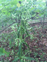 Frasera caroliniensis