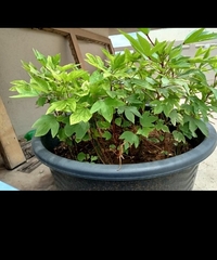 Dendropanax morbiferus