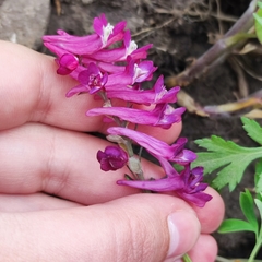 Corydalis buschii