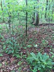 Frasera caroliniensis