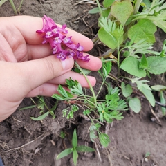 Corydalis buschii