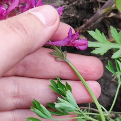 Corydalis buschii