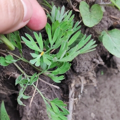Corydalis buschii
