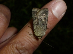 Agrotis cinerea
