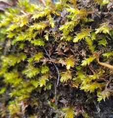 Rhynchostegium riparioides