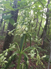 Frasera caroliniensis