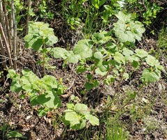 Ribes viscosissimum