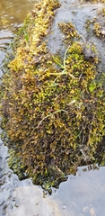 Rhynchostegium riparioides