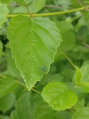 Condylostylus comatus