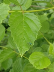 Condylostylus comatus