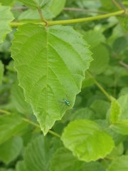 Condylostylus comatus