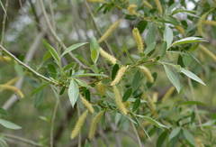 Salix excelsa