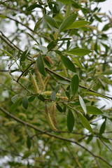 Salix excelsa
