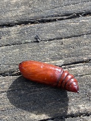 Lepidoptera