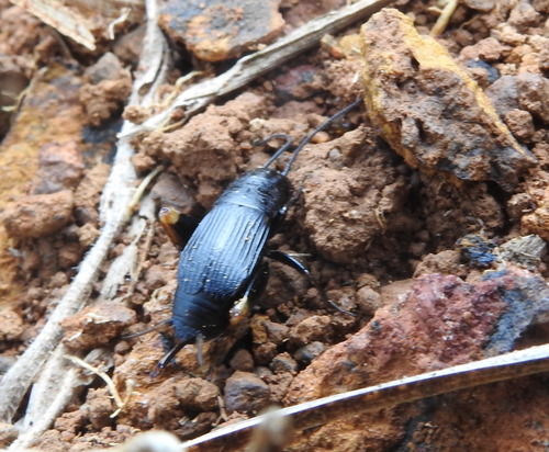 Acanthoplistus birmanus