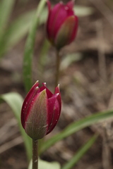 Tulipa humilis