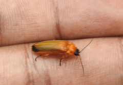 Abscondita