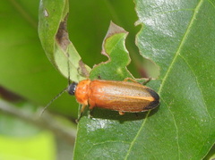 Abscondita