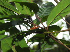 Abscondita