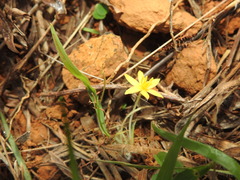Curculigo orchioides