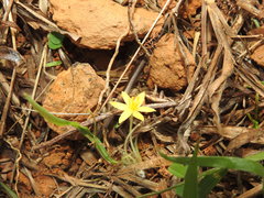 Curculigo orchioides