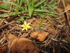 Curculigo orchioides