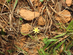Curculigo orchioides