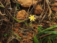 Curculigo orchioides
