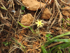 Curculigo orchioides