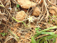 Curculigo orchioides