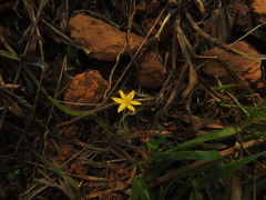 Curculigo orchioides