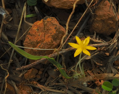 Curculigo orchioides