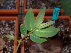 Phyllanthus mirabilis