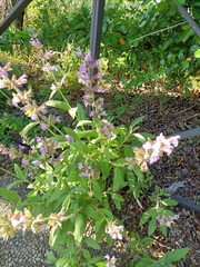 Salvia officinalis