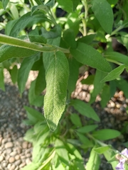 Salvia officinalis