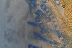 Octospora maireana