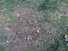 Ranunculus repens