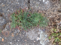 Plantago coronopus