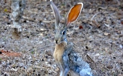 Lepus alleni