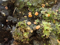 Pulvinula tetraspora