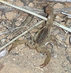 Paravaejovis confusus